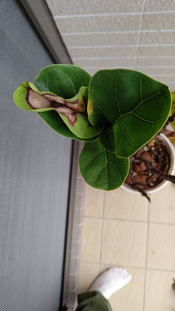 我想詢問各位大大這顆琴葉榕怎麼了？ㄩ