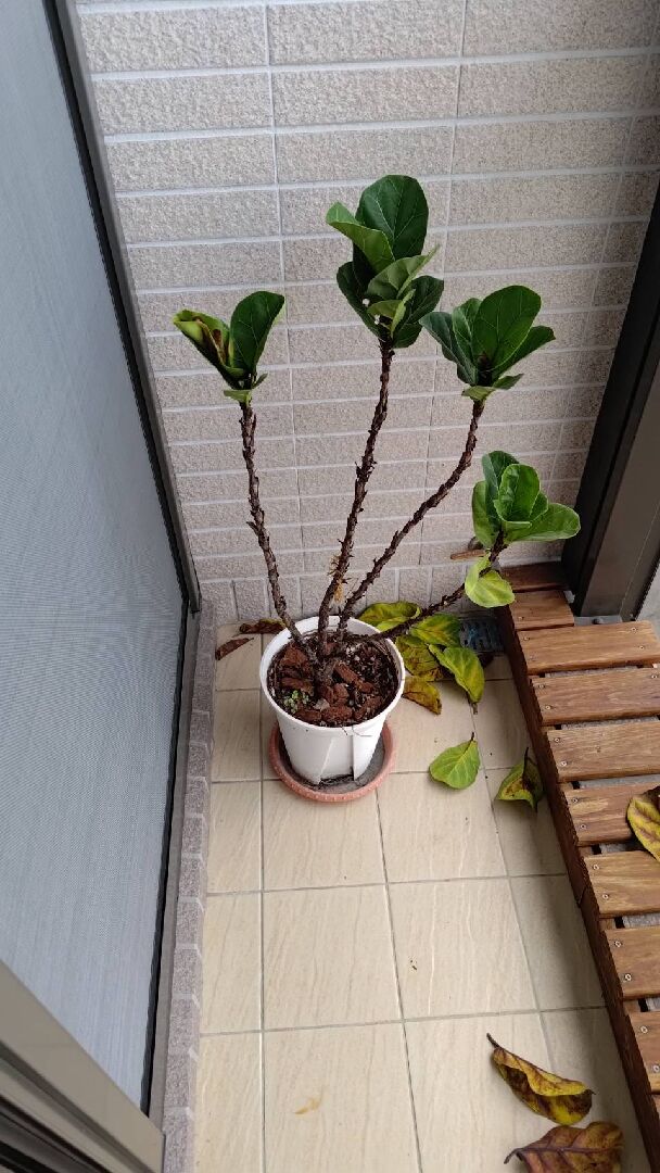 我想詢問各位大大這顆琴葉榕怎麼了？ㄩ