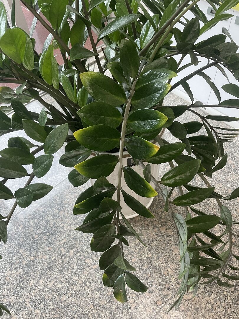 發財樹缺鉀嗎？