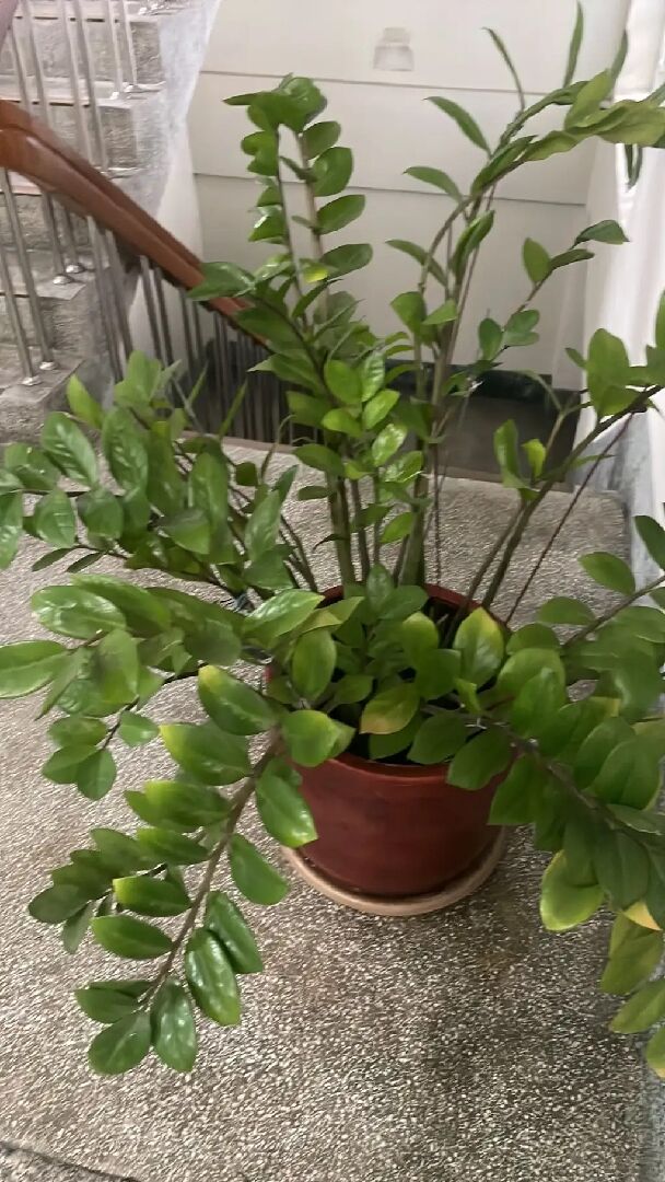 發財樹缺鉀嗎？
