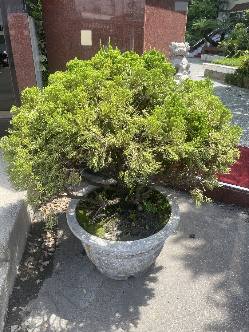 圓柏