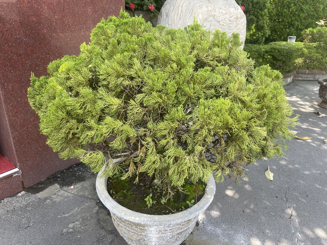 圓柏
