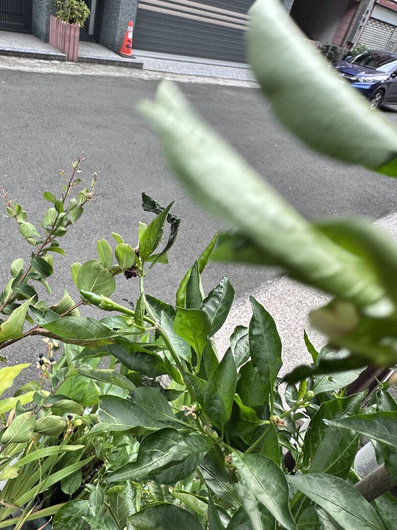 辣椒葉子