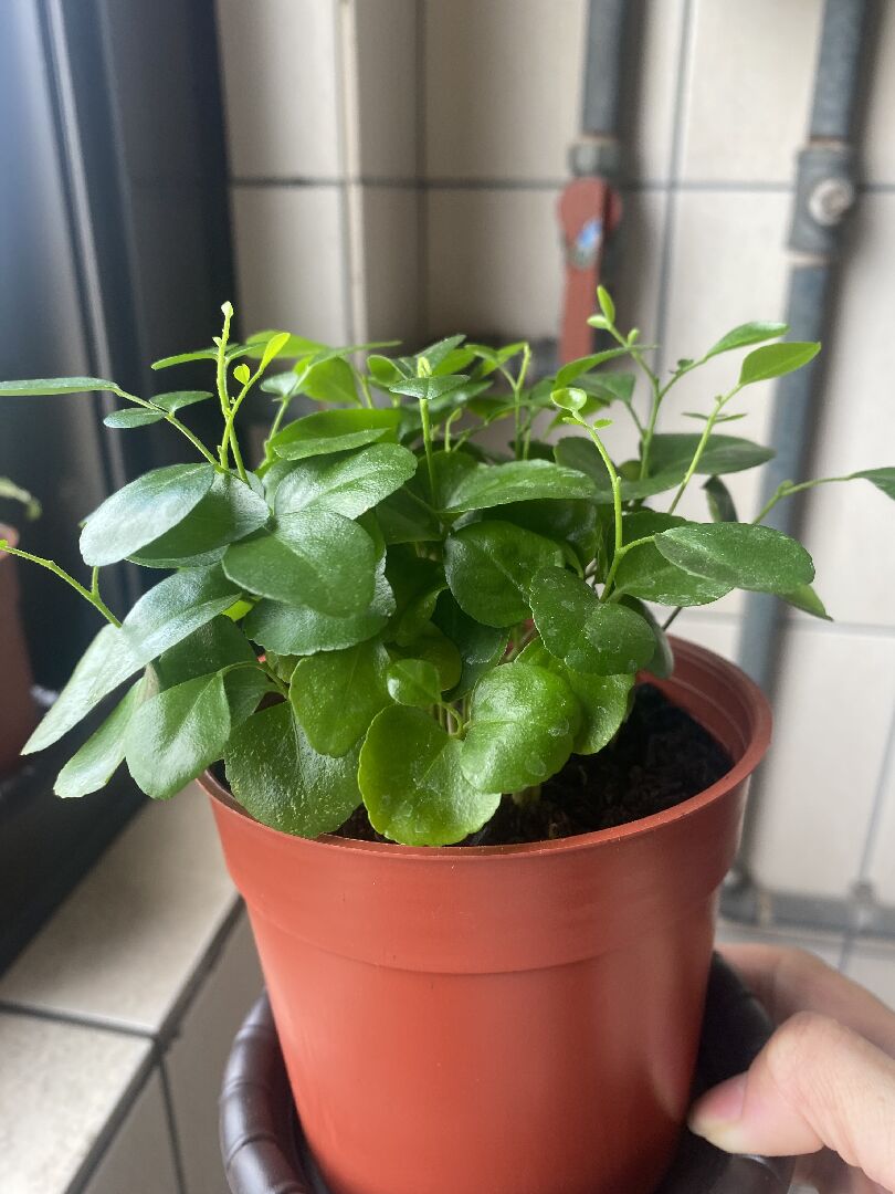 有人知道這是什麼植物嗎？