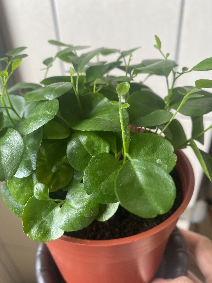 有人知道這是什麼植物嗎？