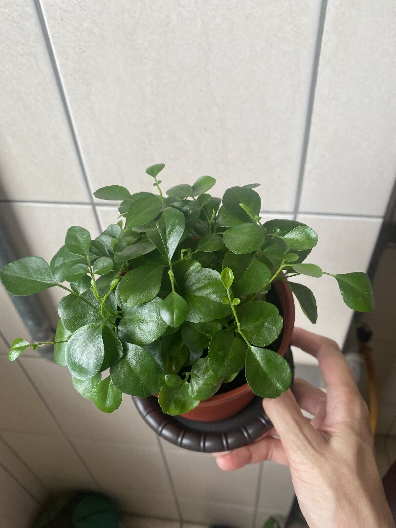 有人知道這是什麼植物嗎？