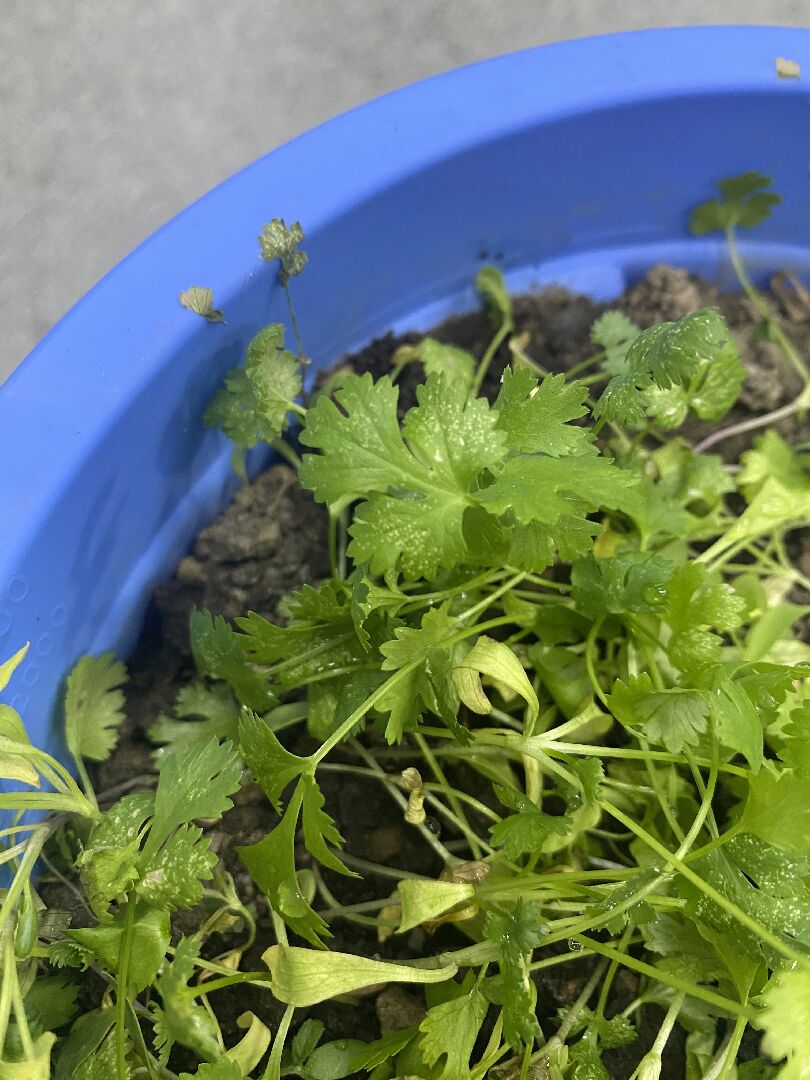 香菜葉子上有一點黃斑
