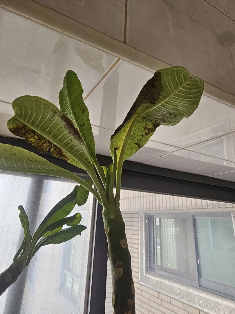 扦插的雞蛋花2個月後有2片葉片呈現咖啡色