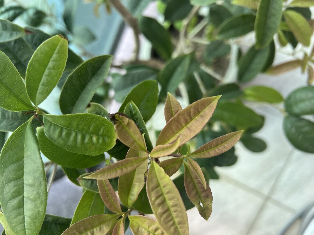 桂花樹