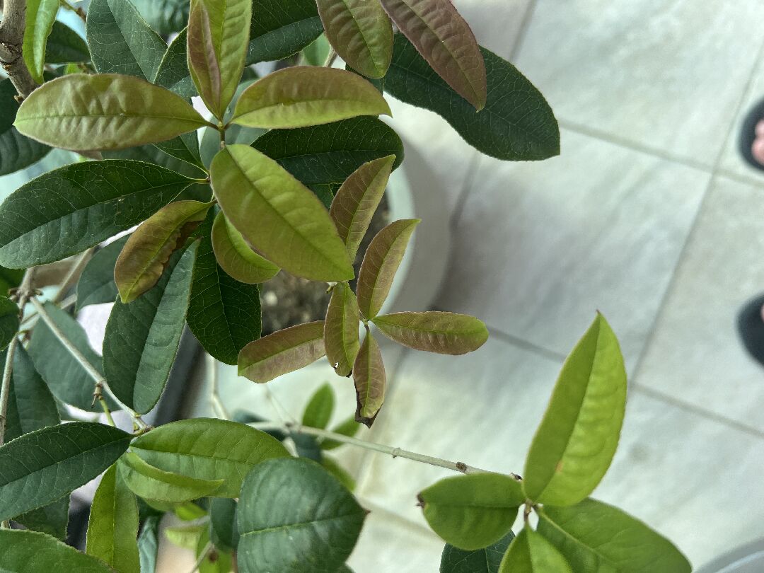 桂花樹