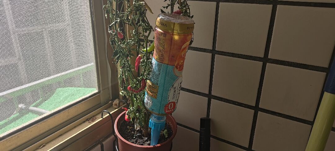辣椒葉變成綠葉標本