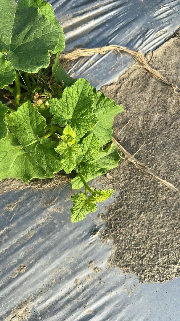 香瓜捲葉