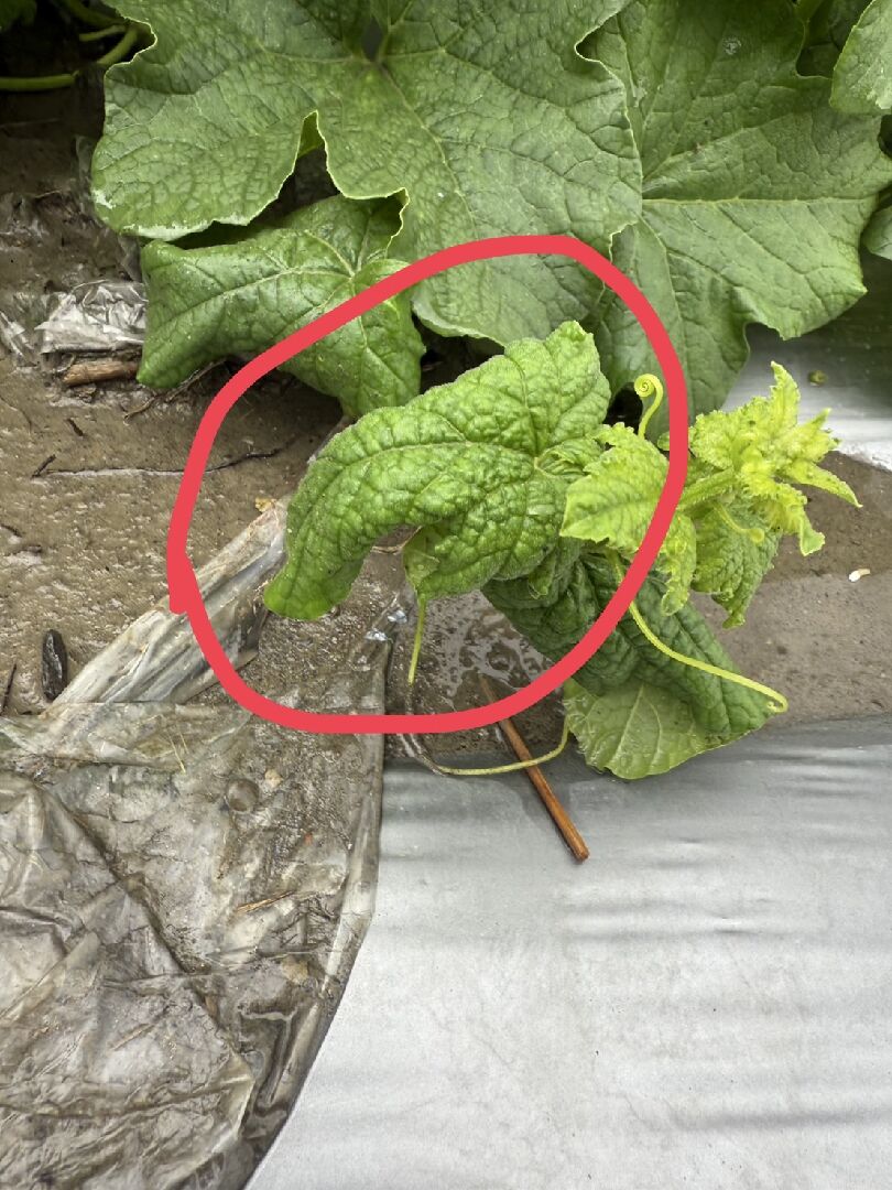 香瓜捲葉