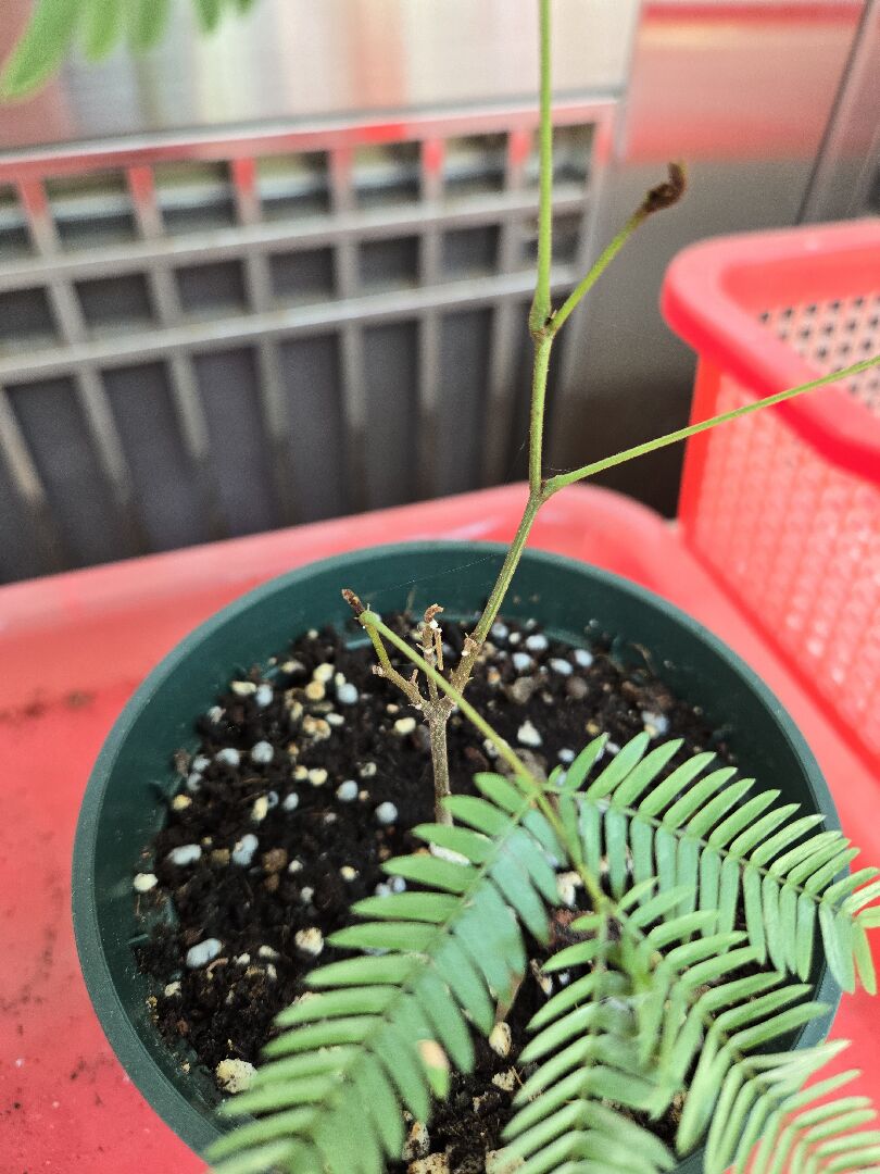 小豆樹不發新葉