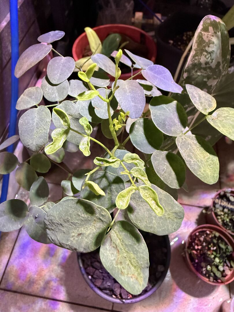 想請問為什麼普米拉鳳凰木的新葉會皺皺的