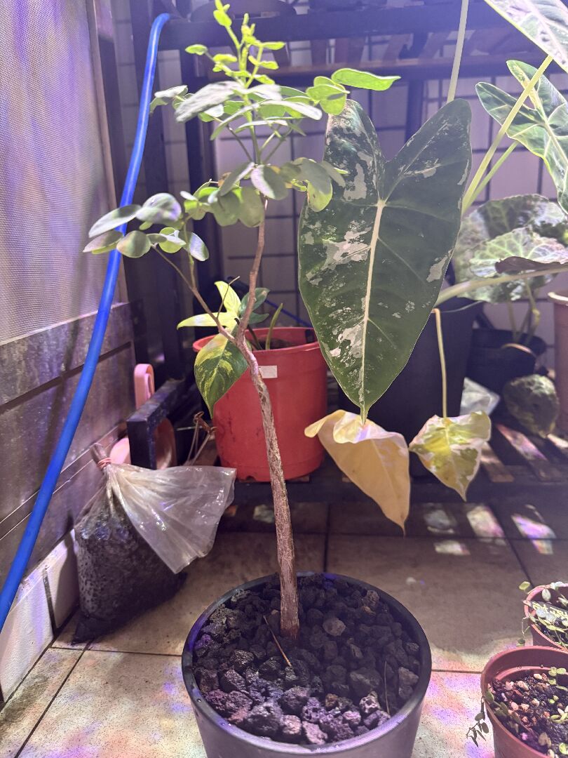 想請問為什麼普米拉鳳凰木的新葉會皺皺的