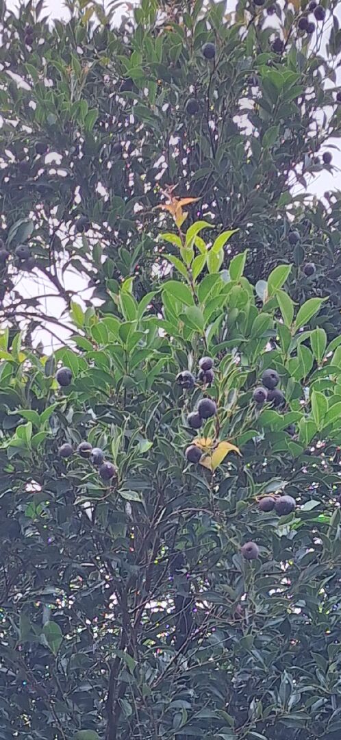 請問這是什麼樹