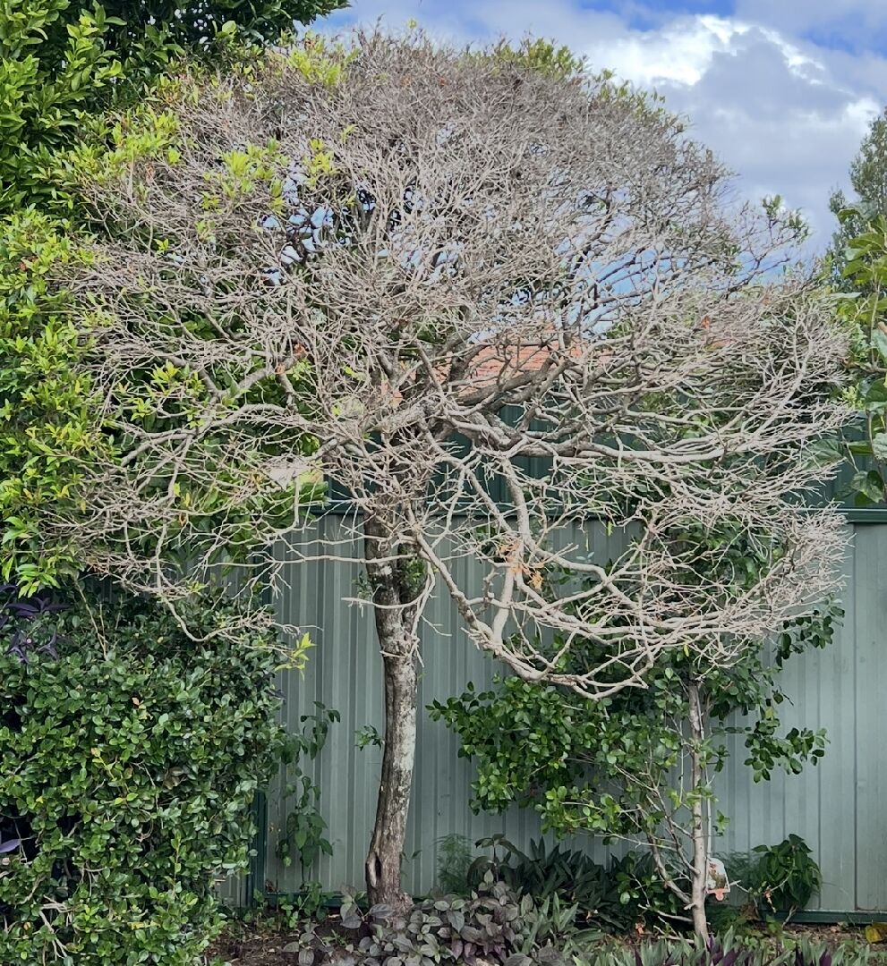 樹葉突然掉光