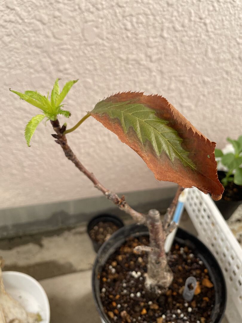 一才櫻的嫩葉出現咖啡色情況