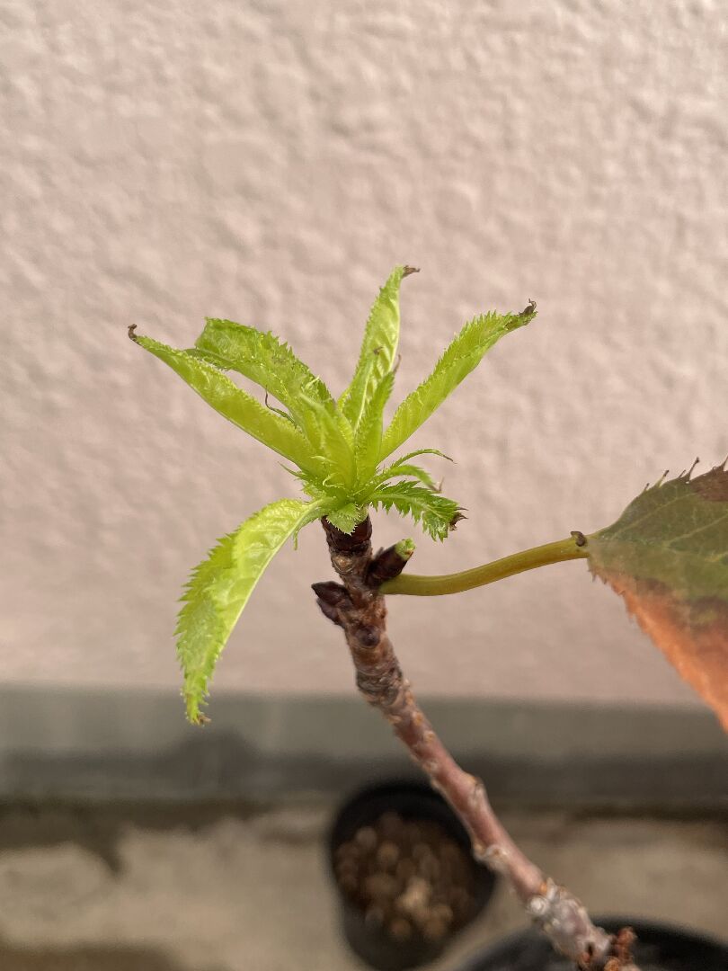 一才櫻的嫩葉出現咖啡色情況