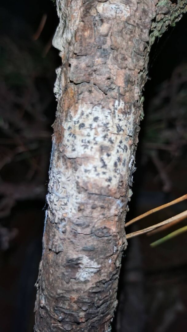 請問黑松出現這種病症要用什麼藥物治療呢？