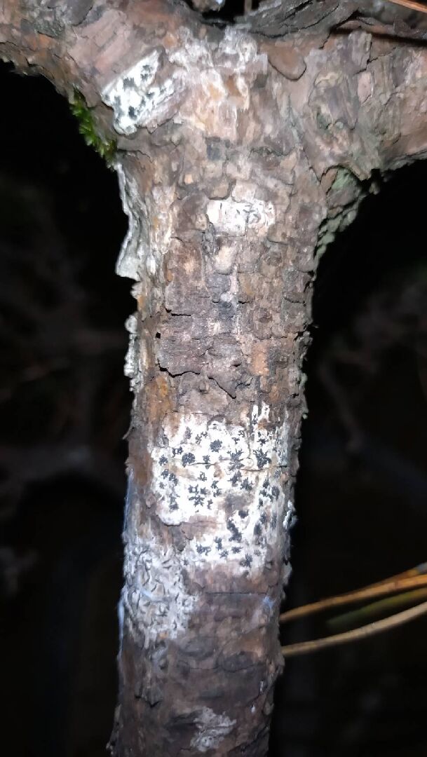 請問黑松出現這種病症要用什麼藥物治療呢？