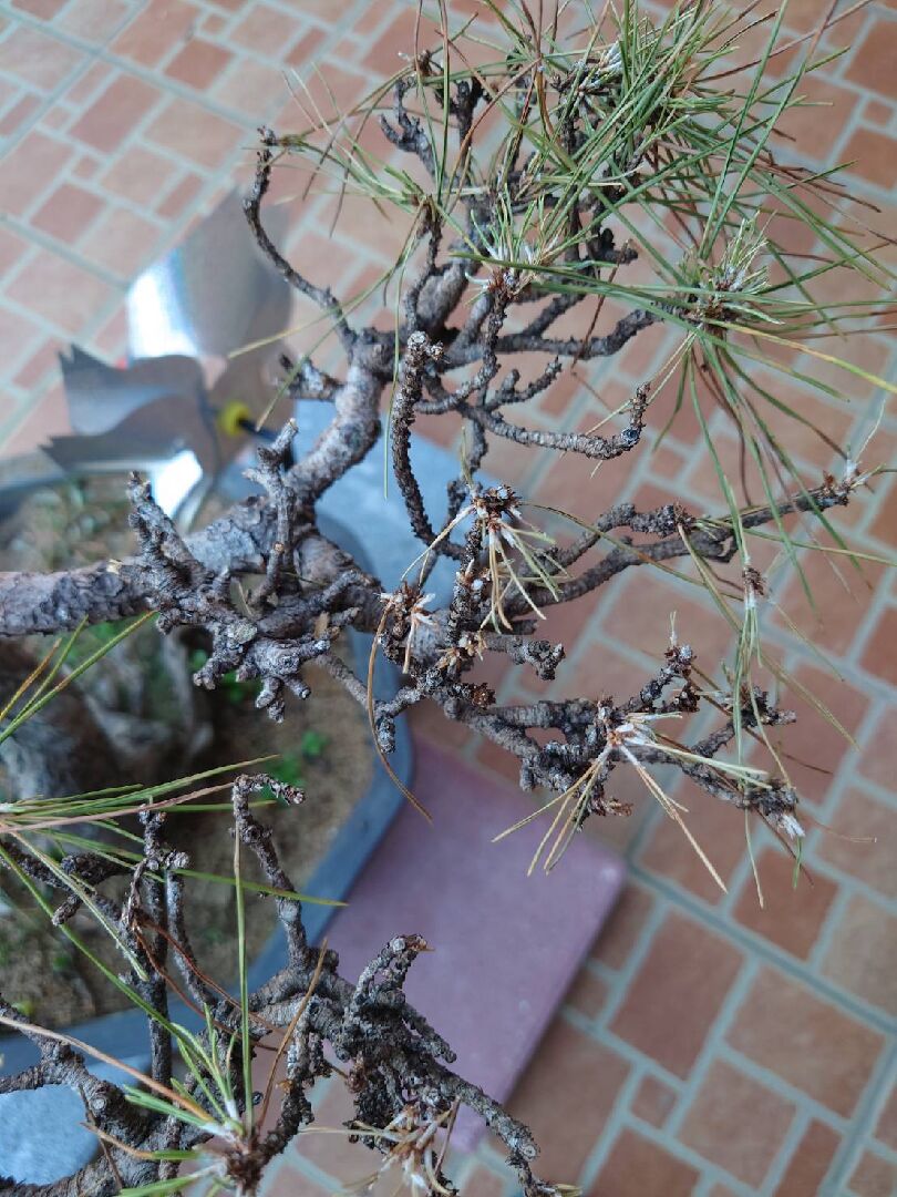 請問黑松出現這種病症要用什麼藥物治療呢？