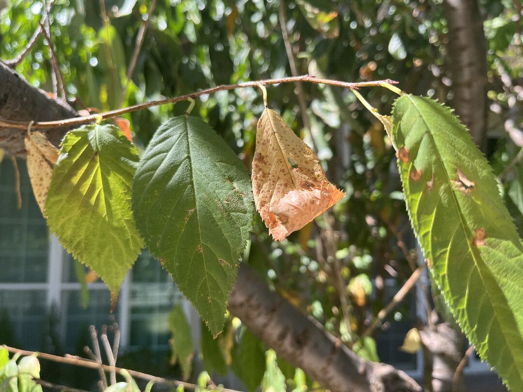 櫻花樹葉出現斑點枯萎及綠葉下垂