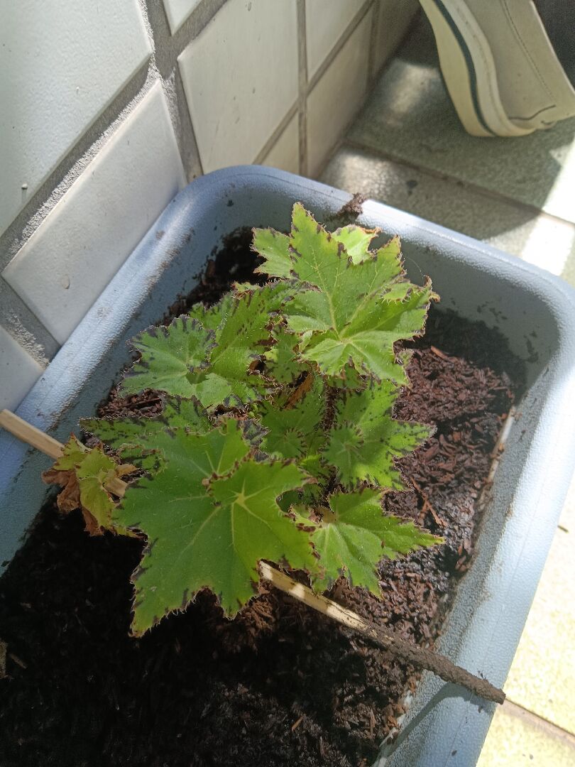 請問植物名稱