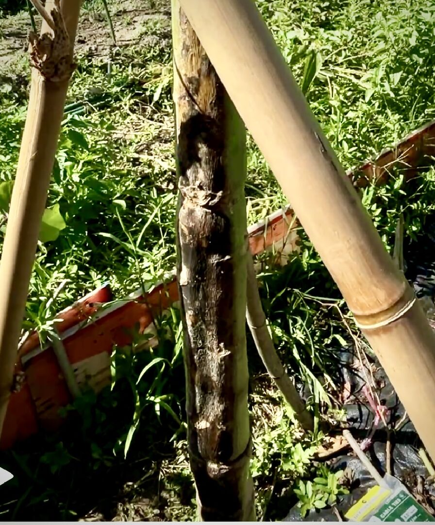 日陞木瓜莖部黑腐爛掉