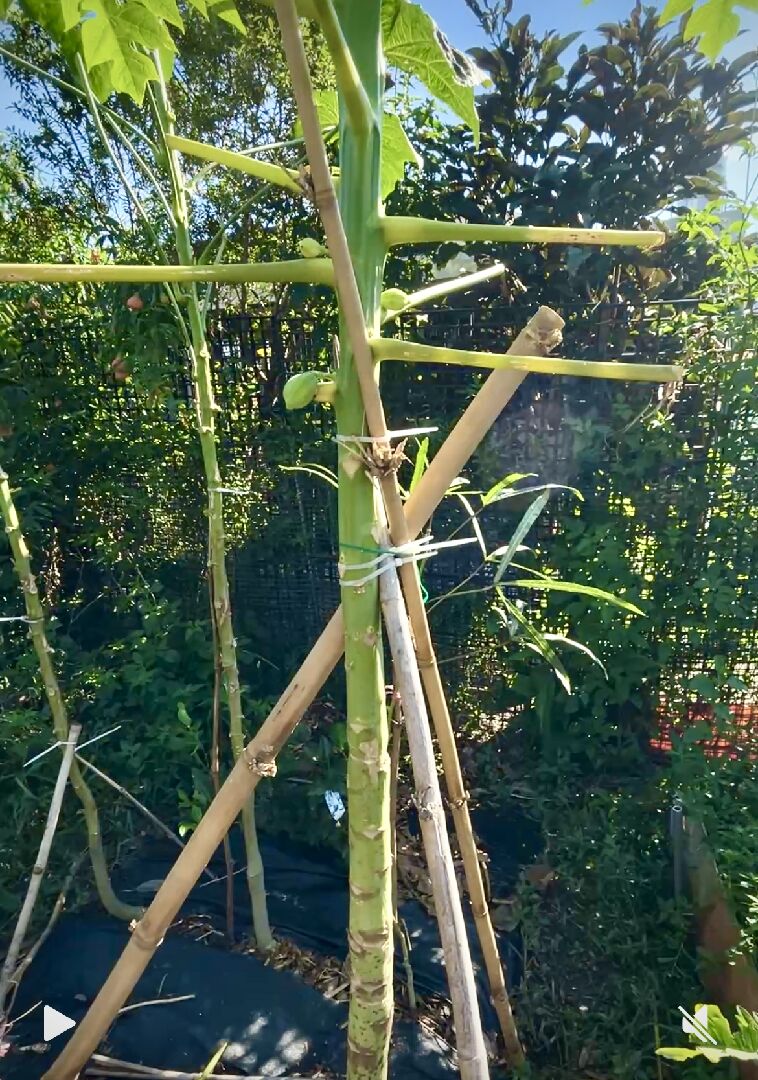 日陞木瓜莖部黑腐爛掉
