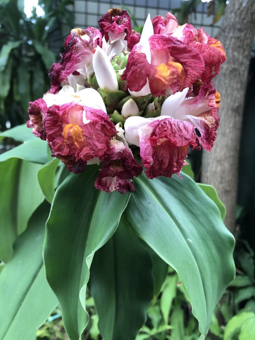 請問花名
