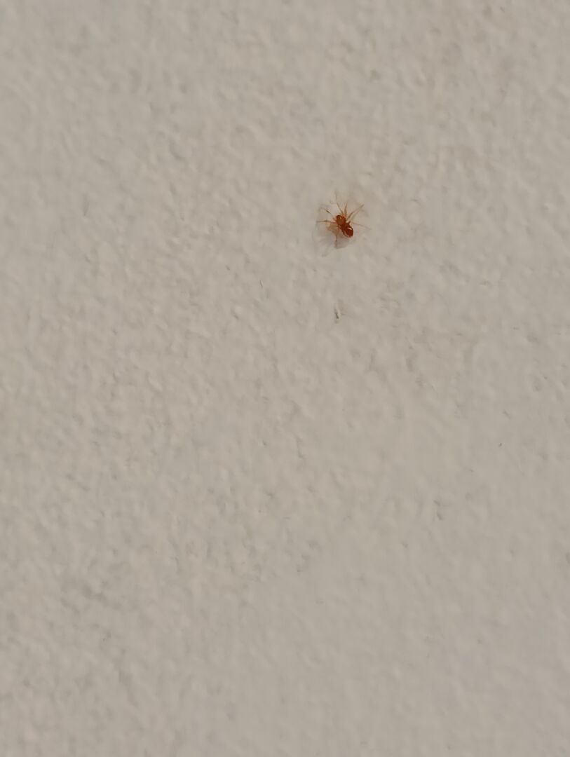 請問這兩種是同一種蜘蛛嗎？是什麼蜘蛛？
