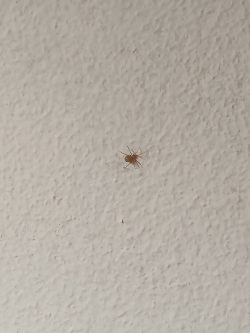 請問這兩種是同一種蜘蛛嗎？是什麼蜘蛛？