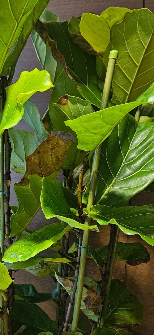 琴葉榕葉子枯焦