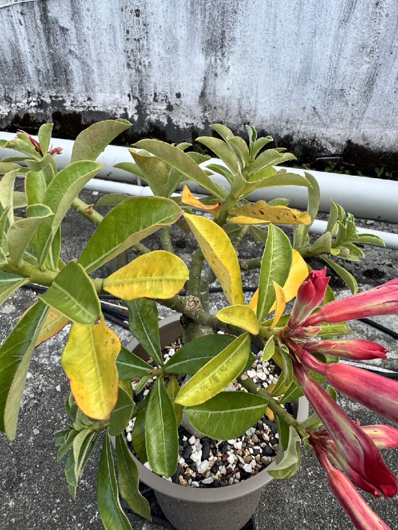 請問我的沙漠玫瑰葉子為何發黃