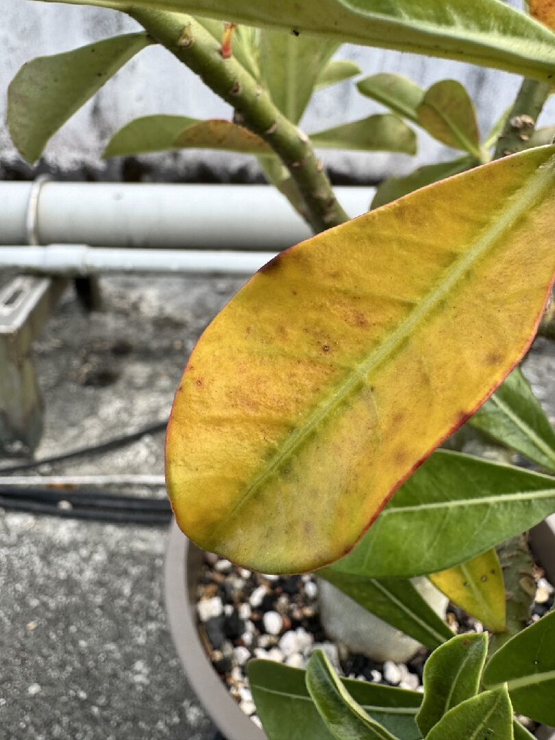 請問我的沙漠玫瑰葉子為何發黃
