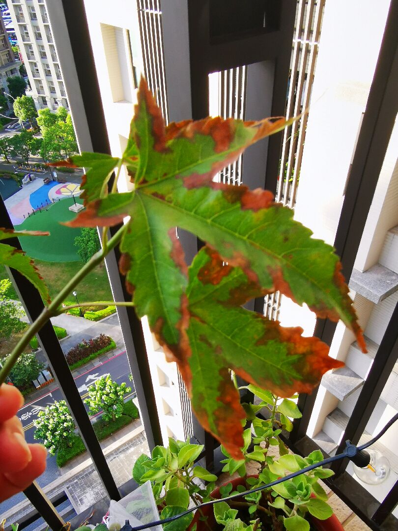 請問漆樹（青楓）樹葉枯萎如何拯救？