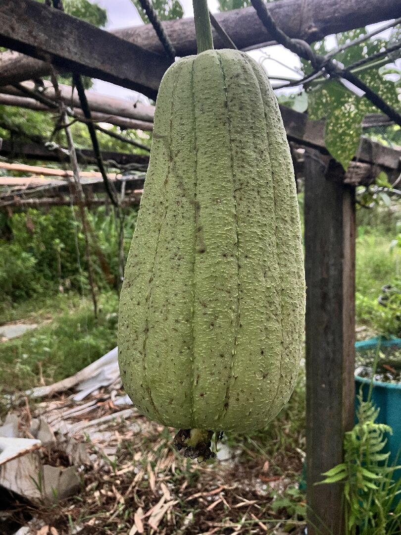 絲瓜很輕，感覺沒什麼水分