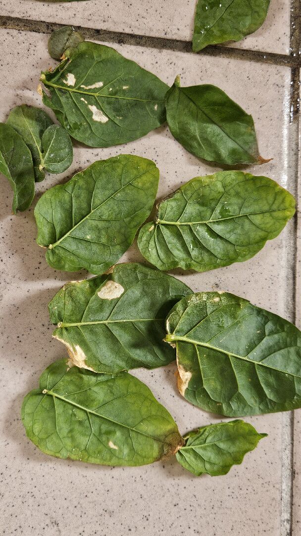 茉莉突然掉很多葉子