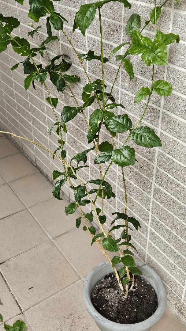 茉莉突然掉很多葉子