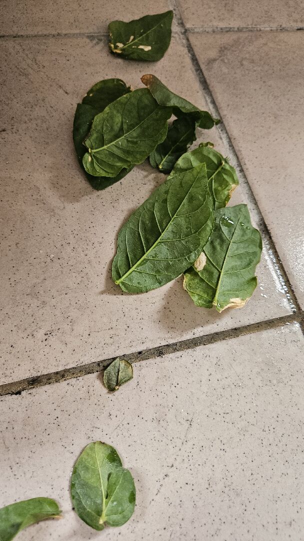茉莉突然掉很多葉子