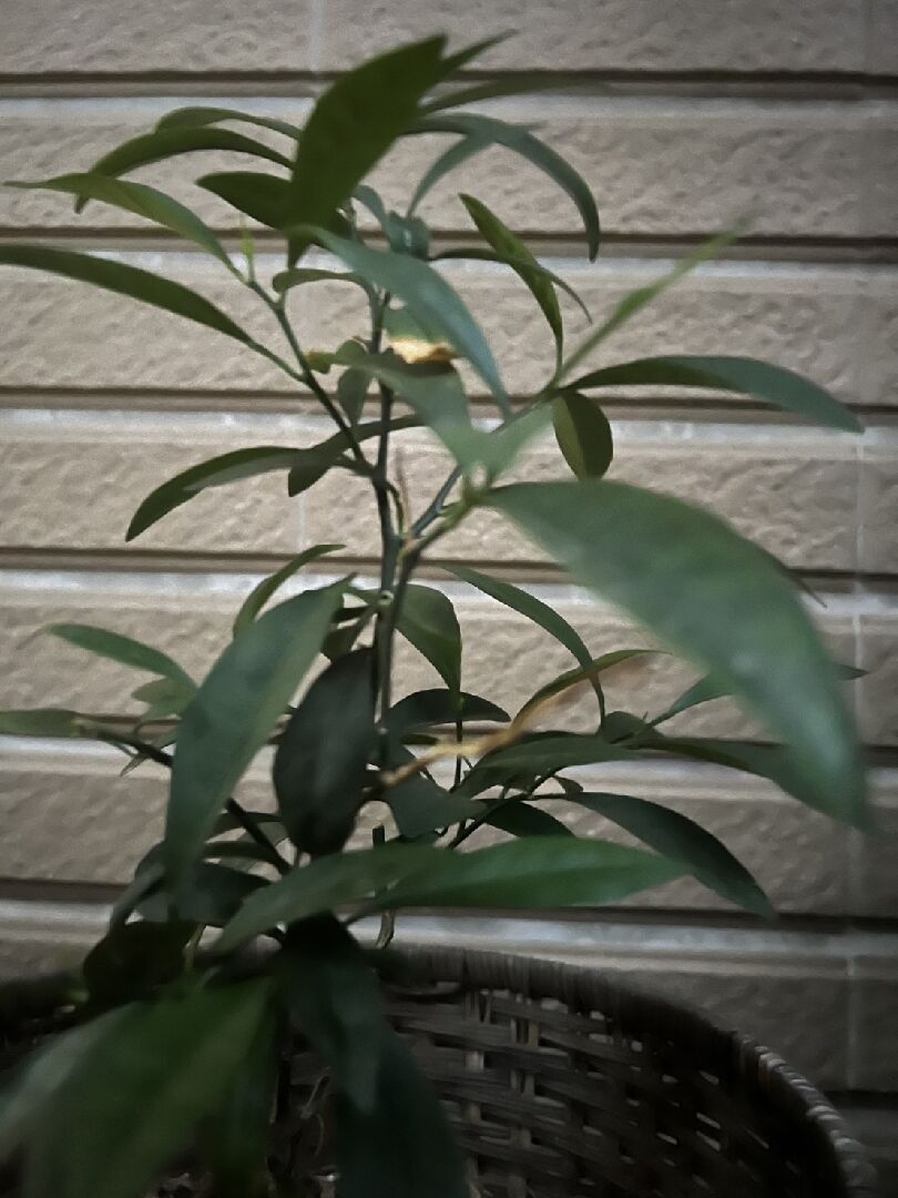 金柑成長狀況