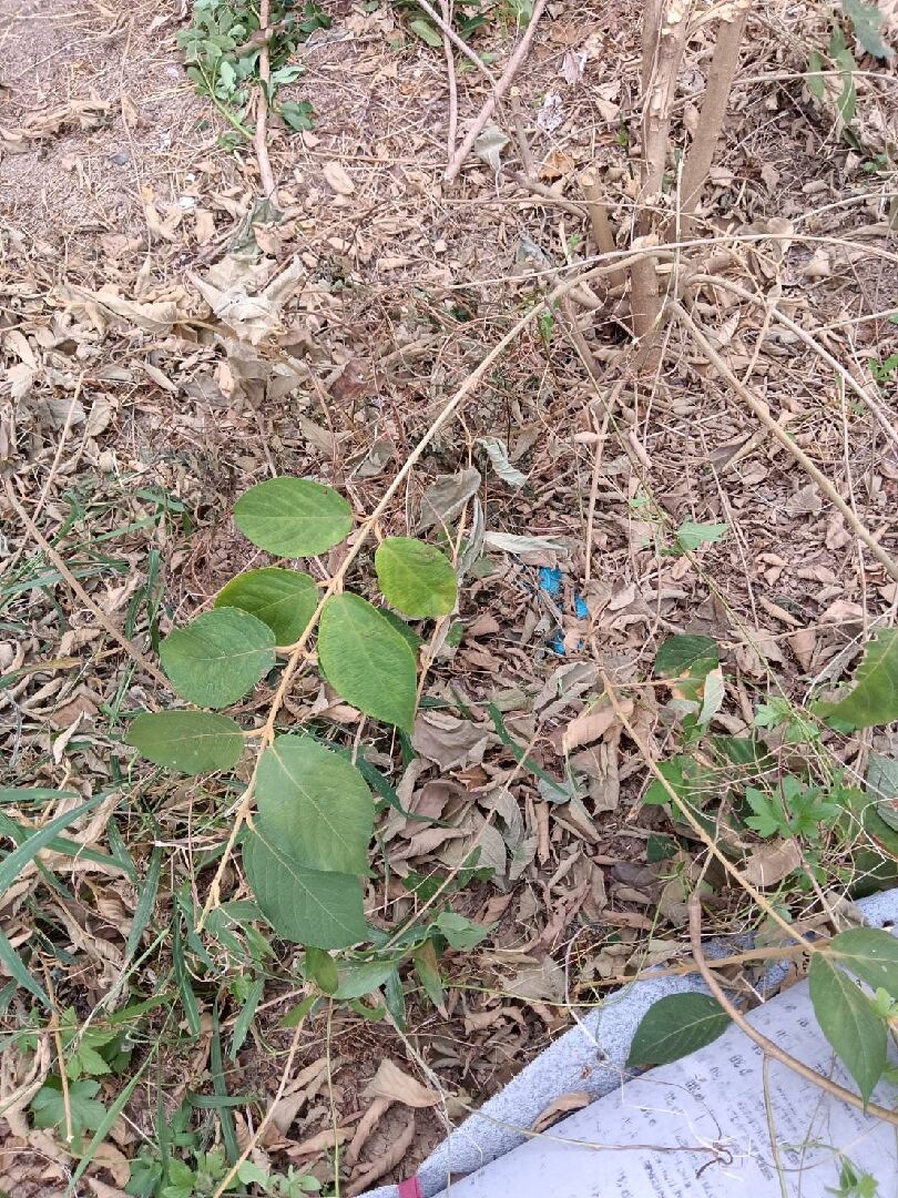 這是什麼植物？