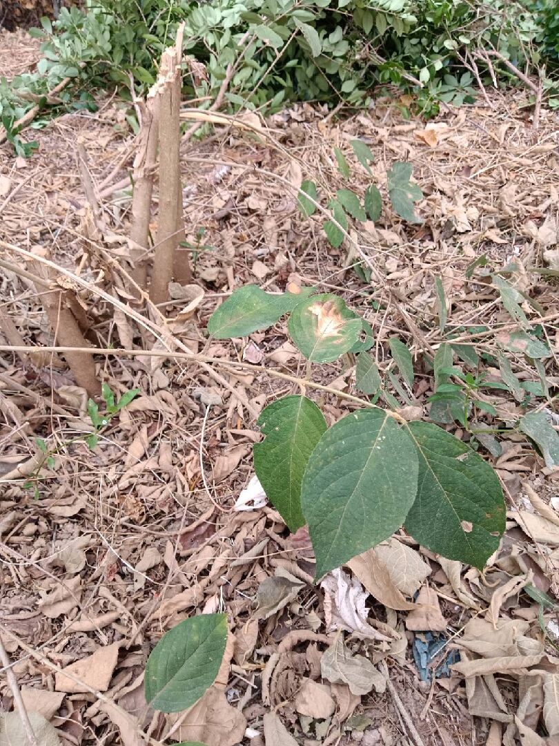 這是什麼植物？