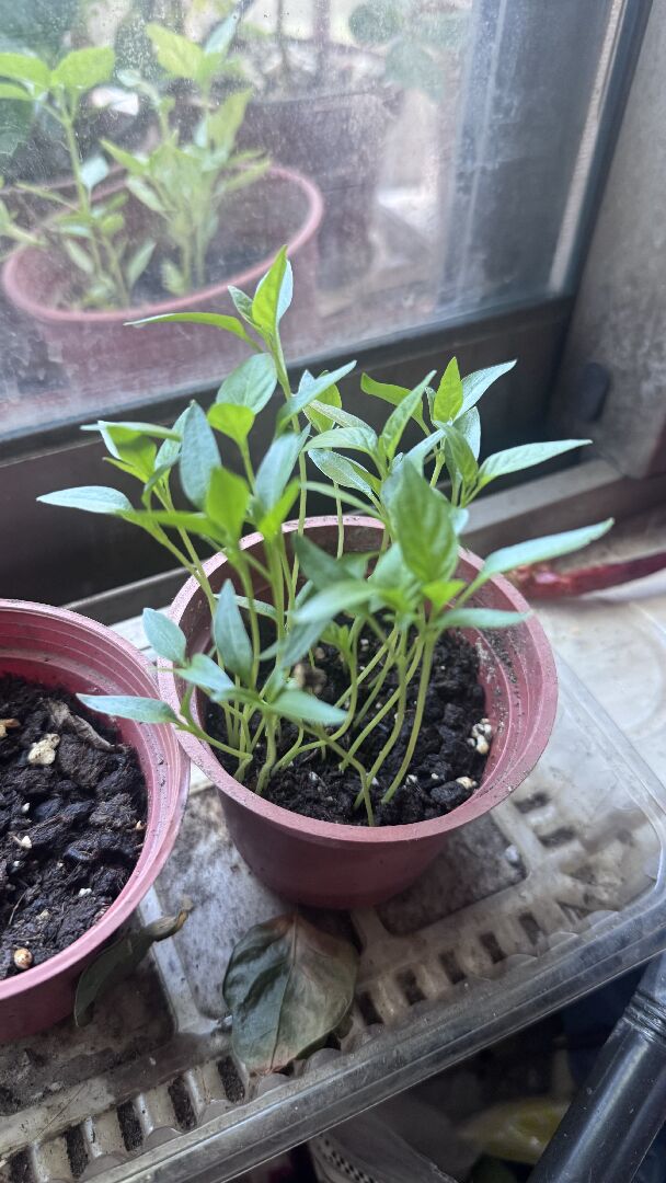 辣椒的種子發芽了怎麼移植？