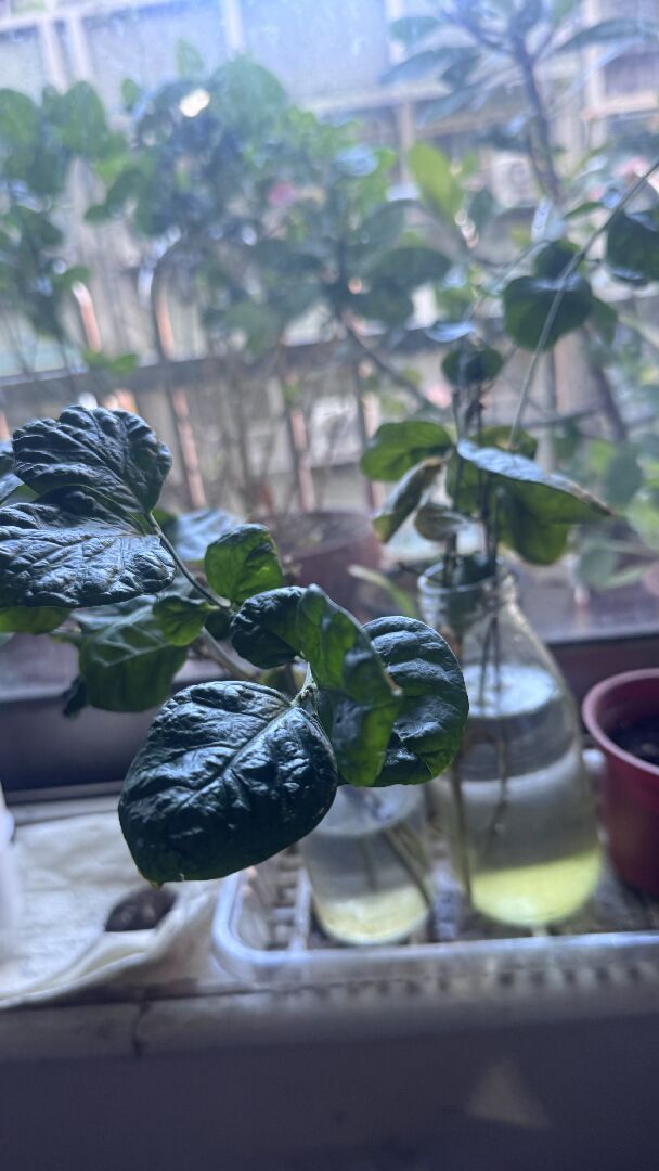 茉莉花水裡扦插會活嗎？