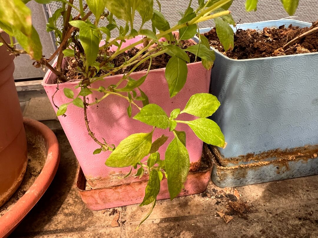 九層塔部分葉子偏黃斑(不夠綠)