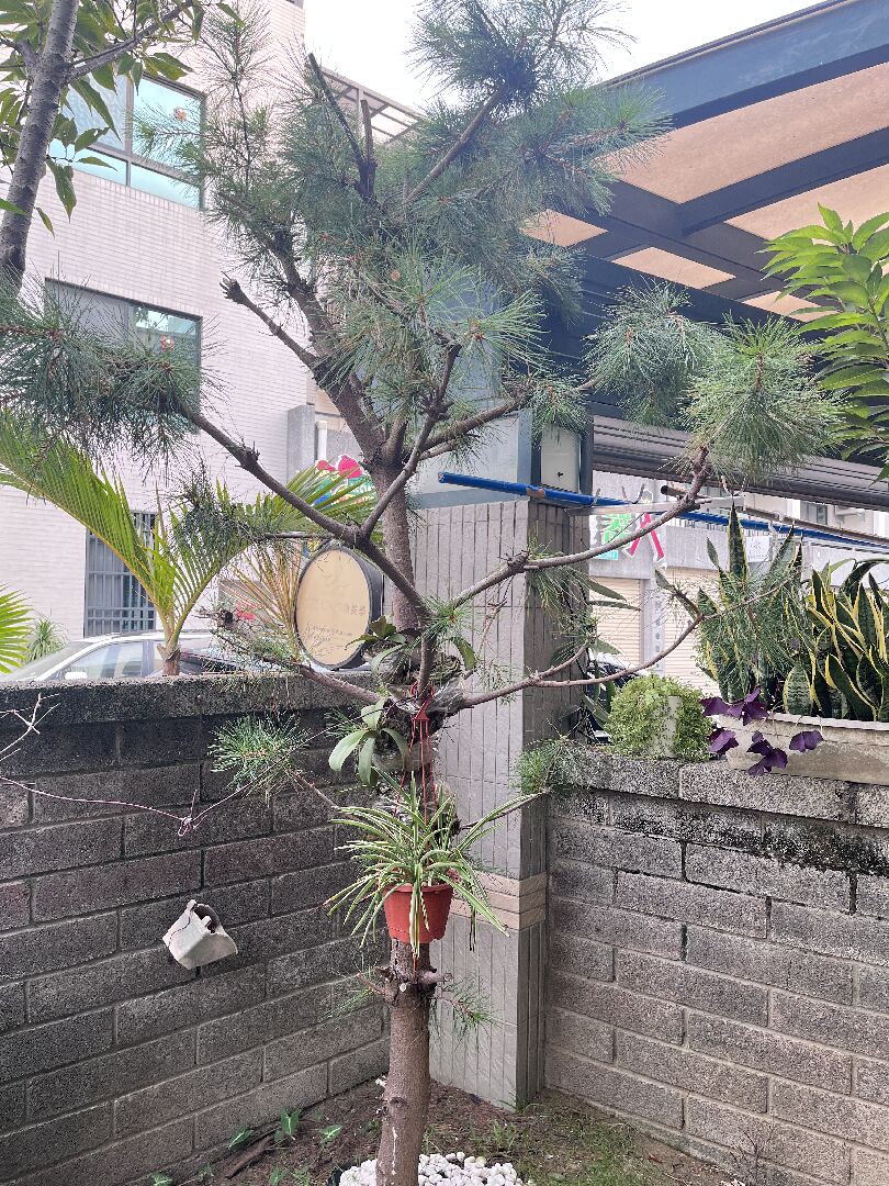 櫻花和五葉松修剪