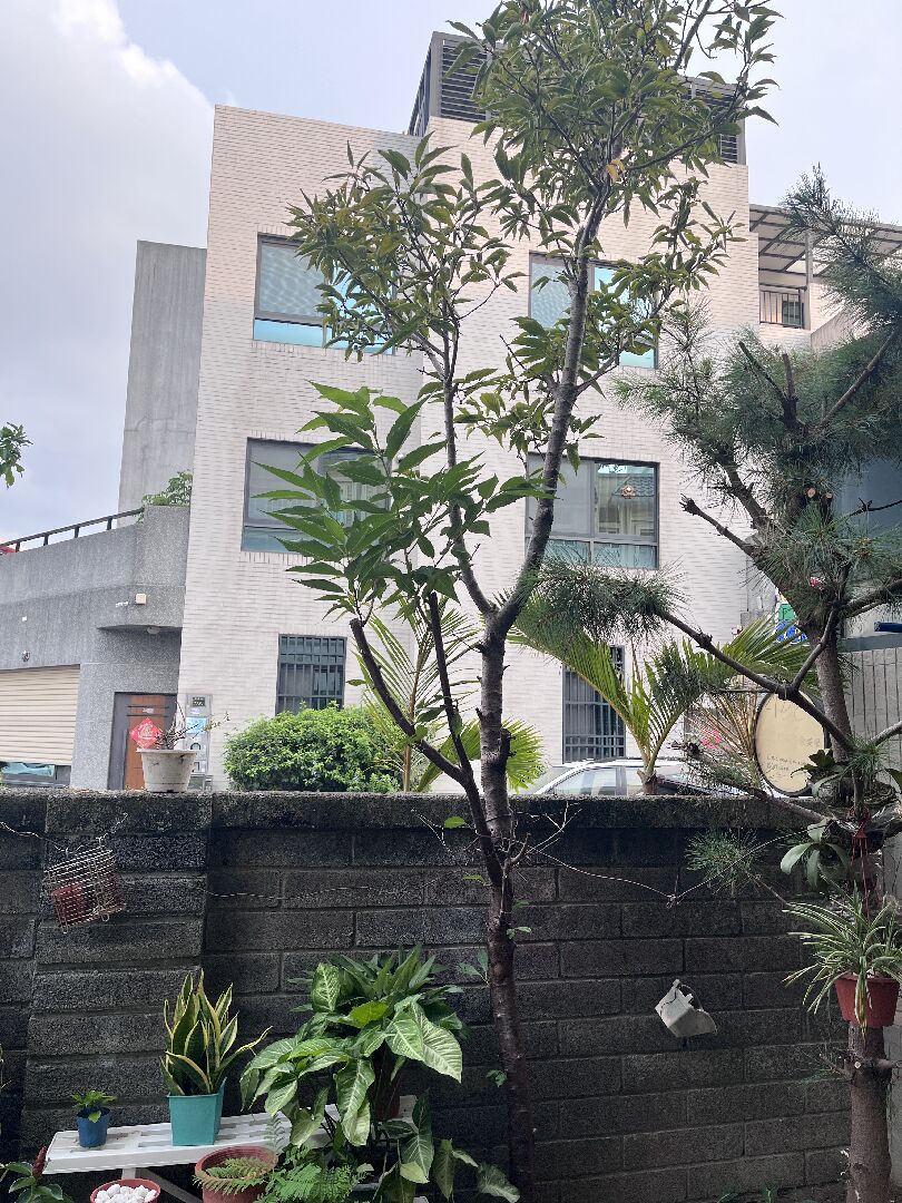 櫻花和五葉松修剪